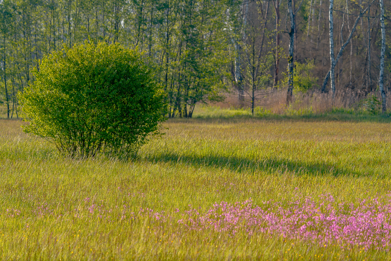 Ried am Nussbaumersee