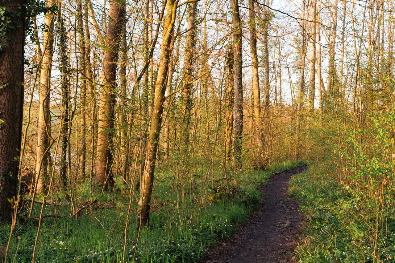 Waldweg am Nussbaumersee