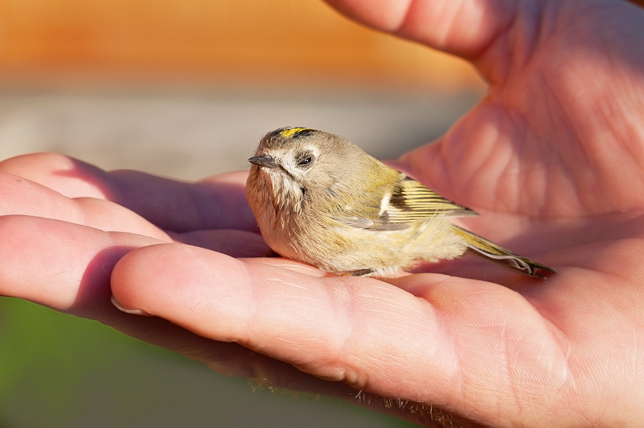 Wintergoldhähnchen auf einer Hand