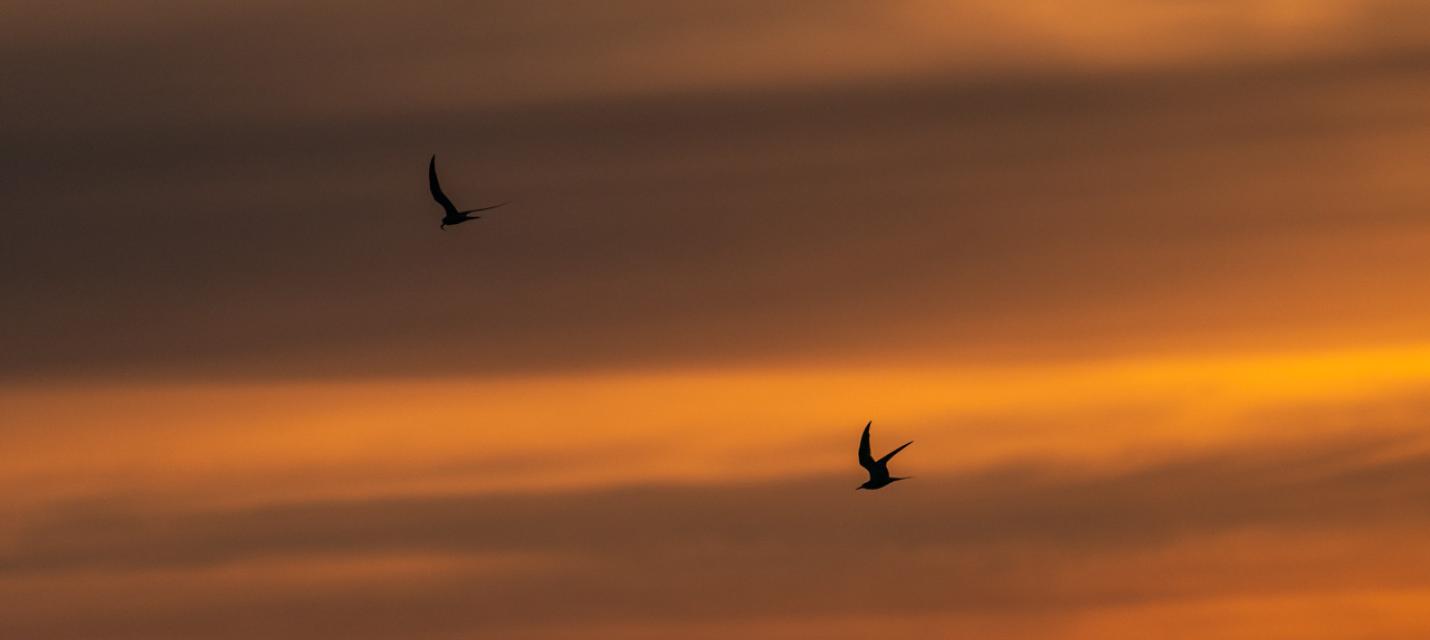 Flussseeschwalben am Abendhimmel