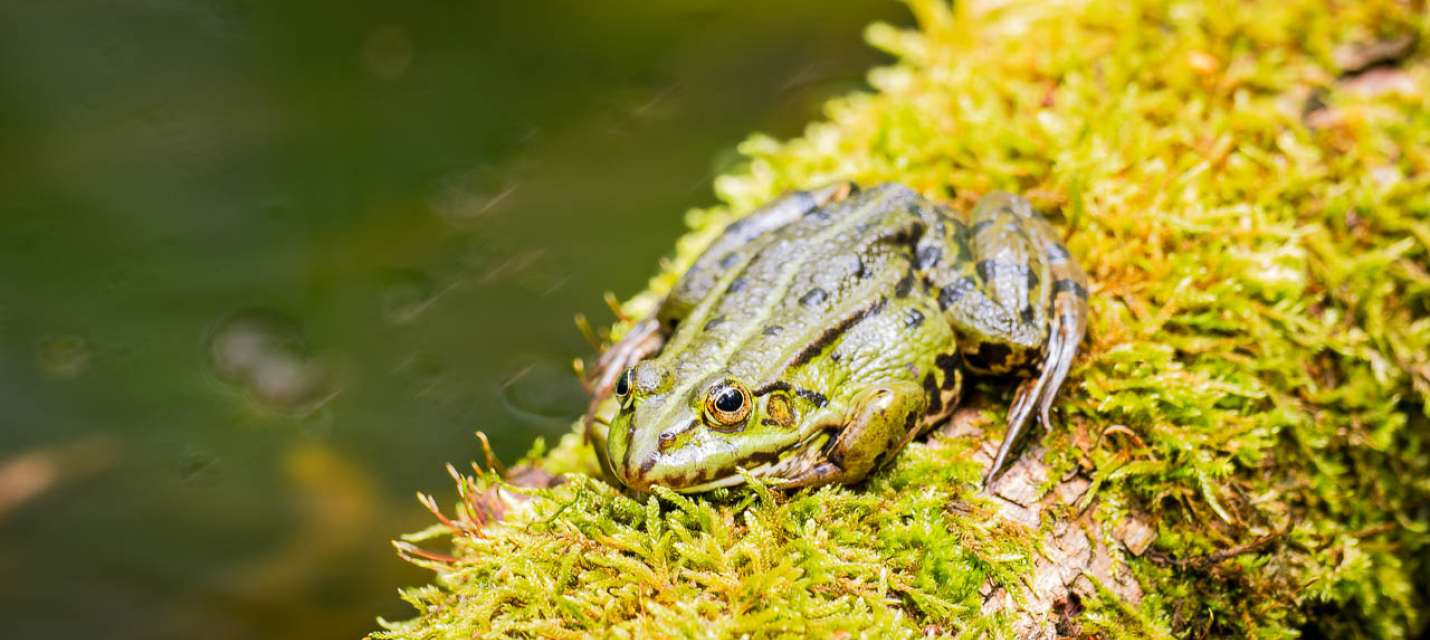 Teichfrosch